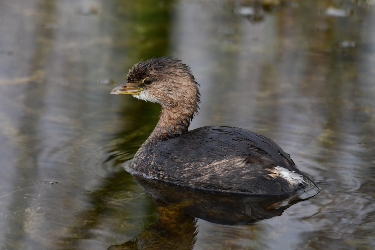 Pied-billed Grebe - ML646288121