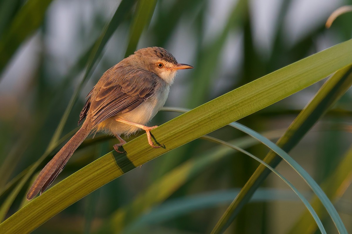 Plain Prinia - ML646288123