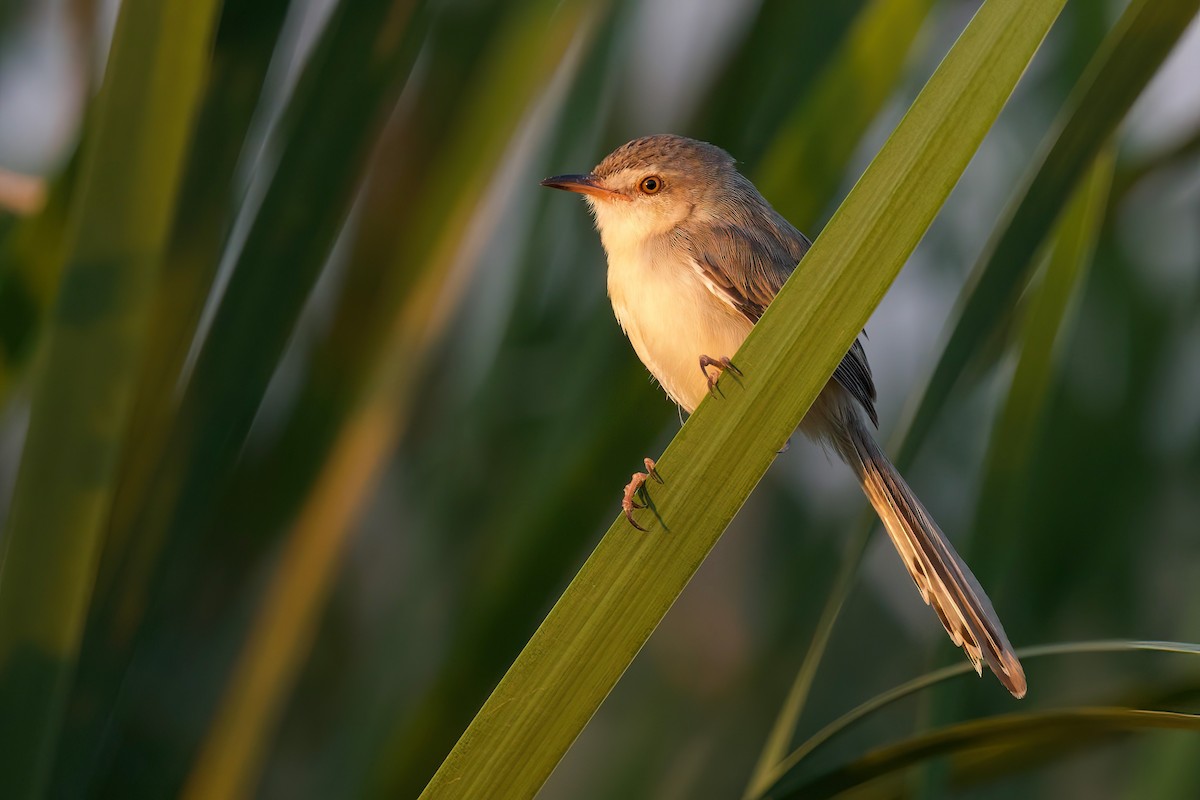 Plain Prinia - ML646288124