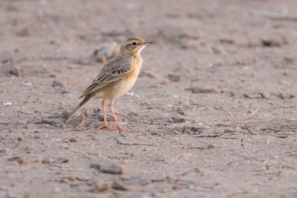 linduška rýžová - ML646288131