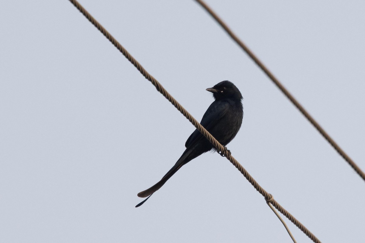 Black Drongo - ML646288132