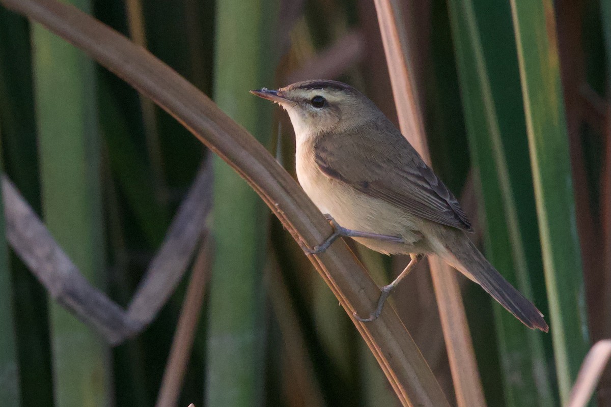 rákosník černobrvý - ML646288139