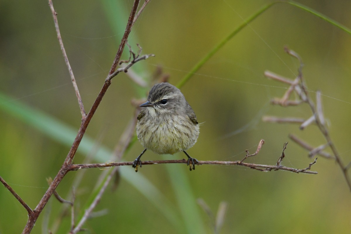 Palm Warbler - ML646288142