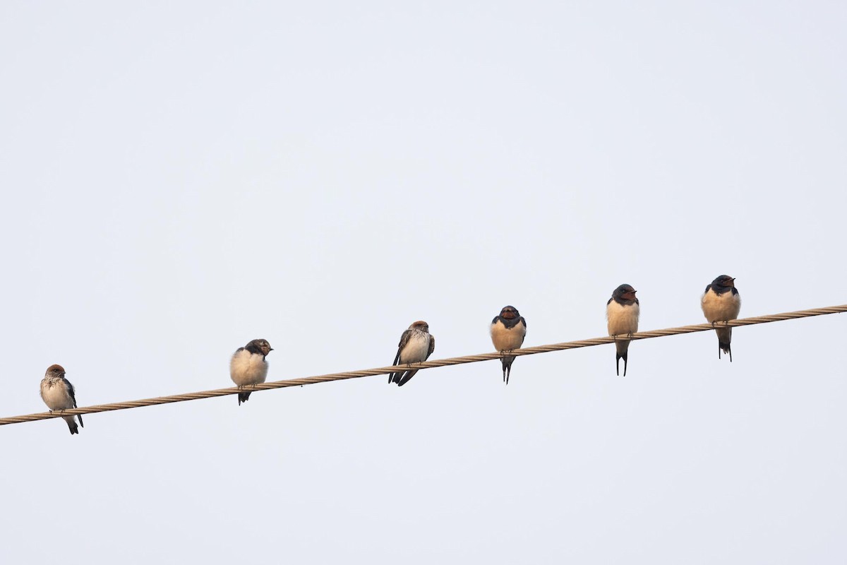 vlaštovka obecná - ML646288145