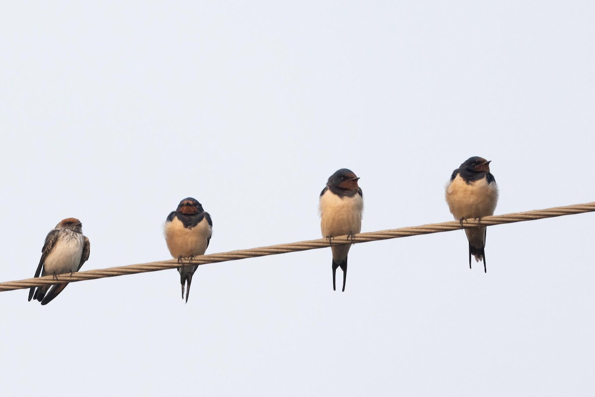 vlaštovka obecná - ML646288146