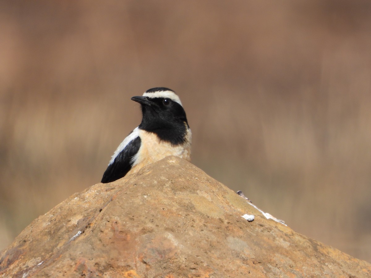 Buff-streaked Chat - ML646288149