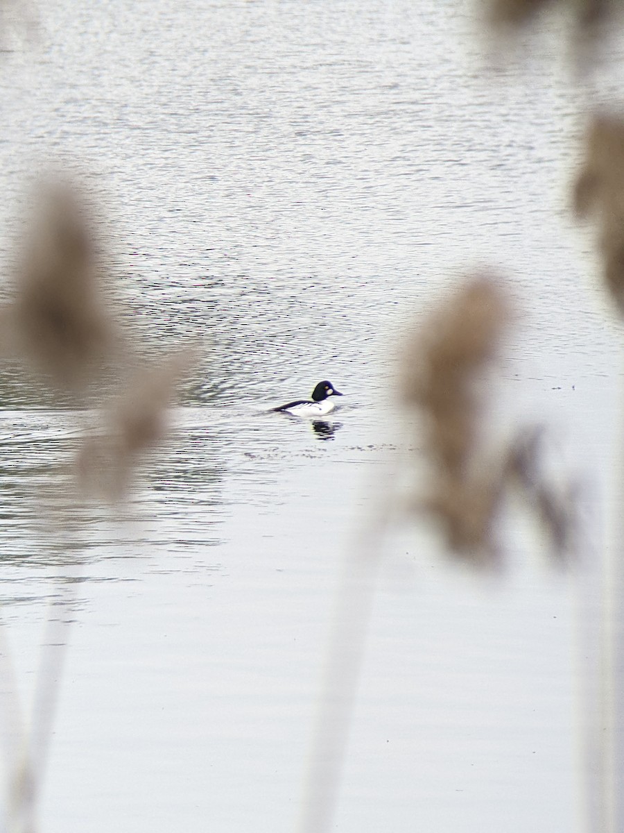 鵲鴨 - ML646288152