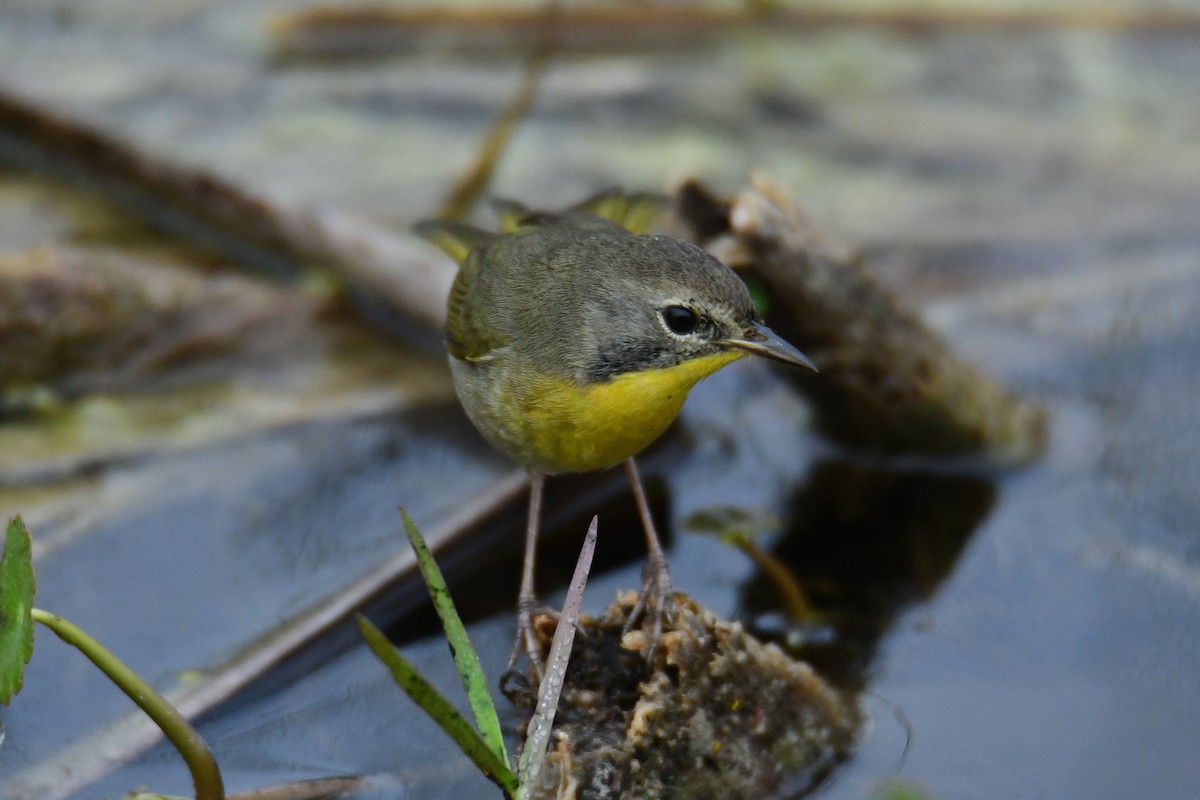 Common Yellowthroat - ML646288153