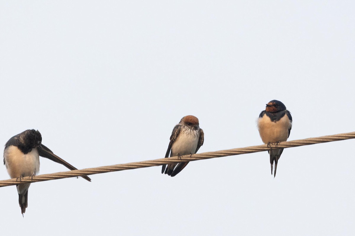 Streak-throated Swallow - ML646288154