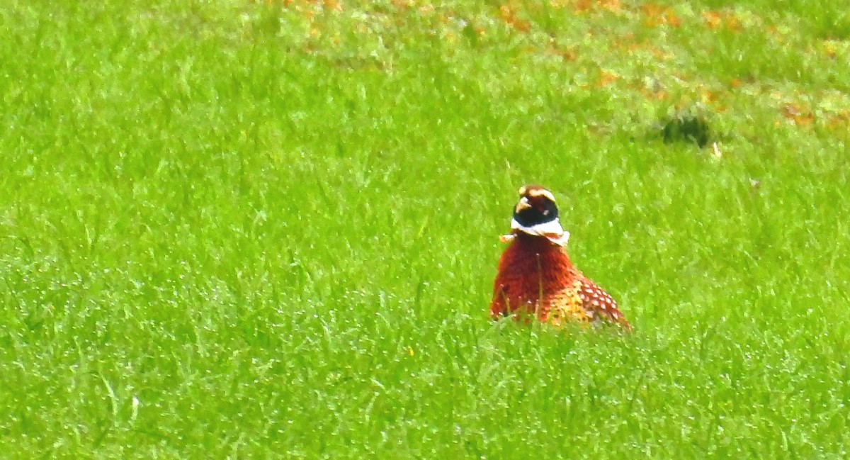 環頸雉 - ML646288155