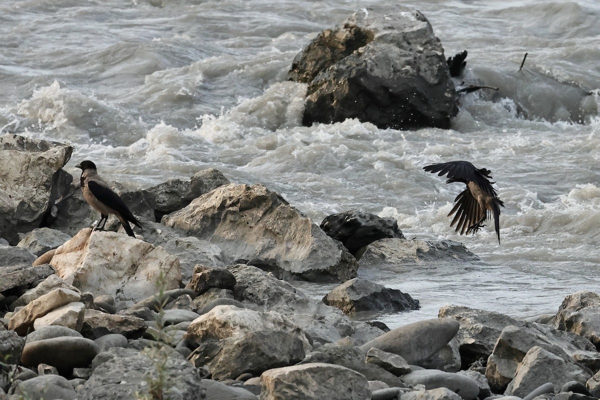 Hooded Crow - ML646288156
