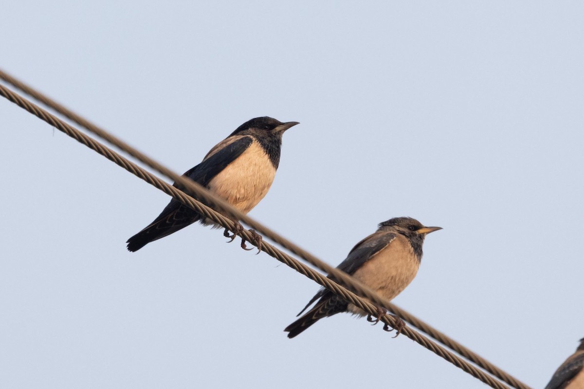 粉紅椋鳥 - ML646288158