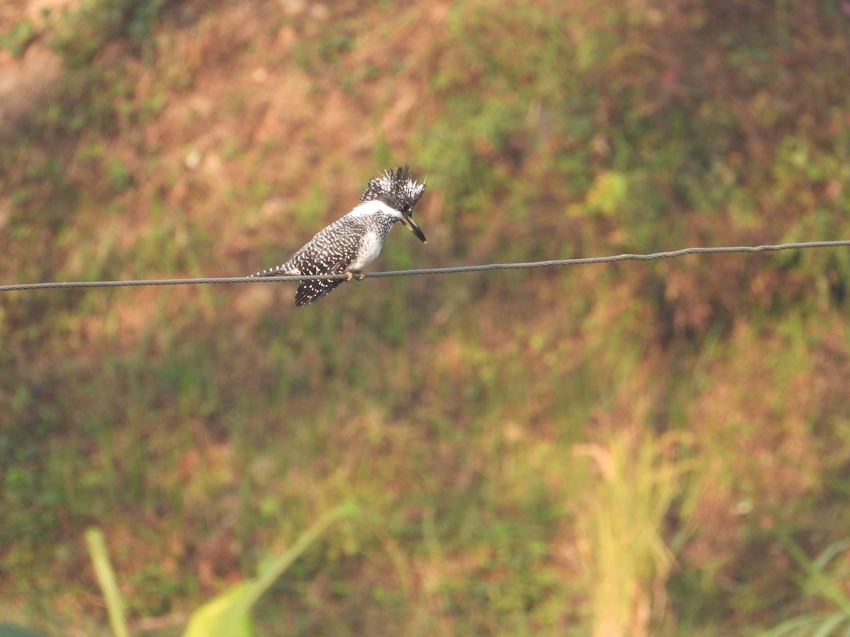 Crested Kingfisher - ML646288159