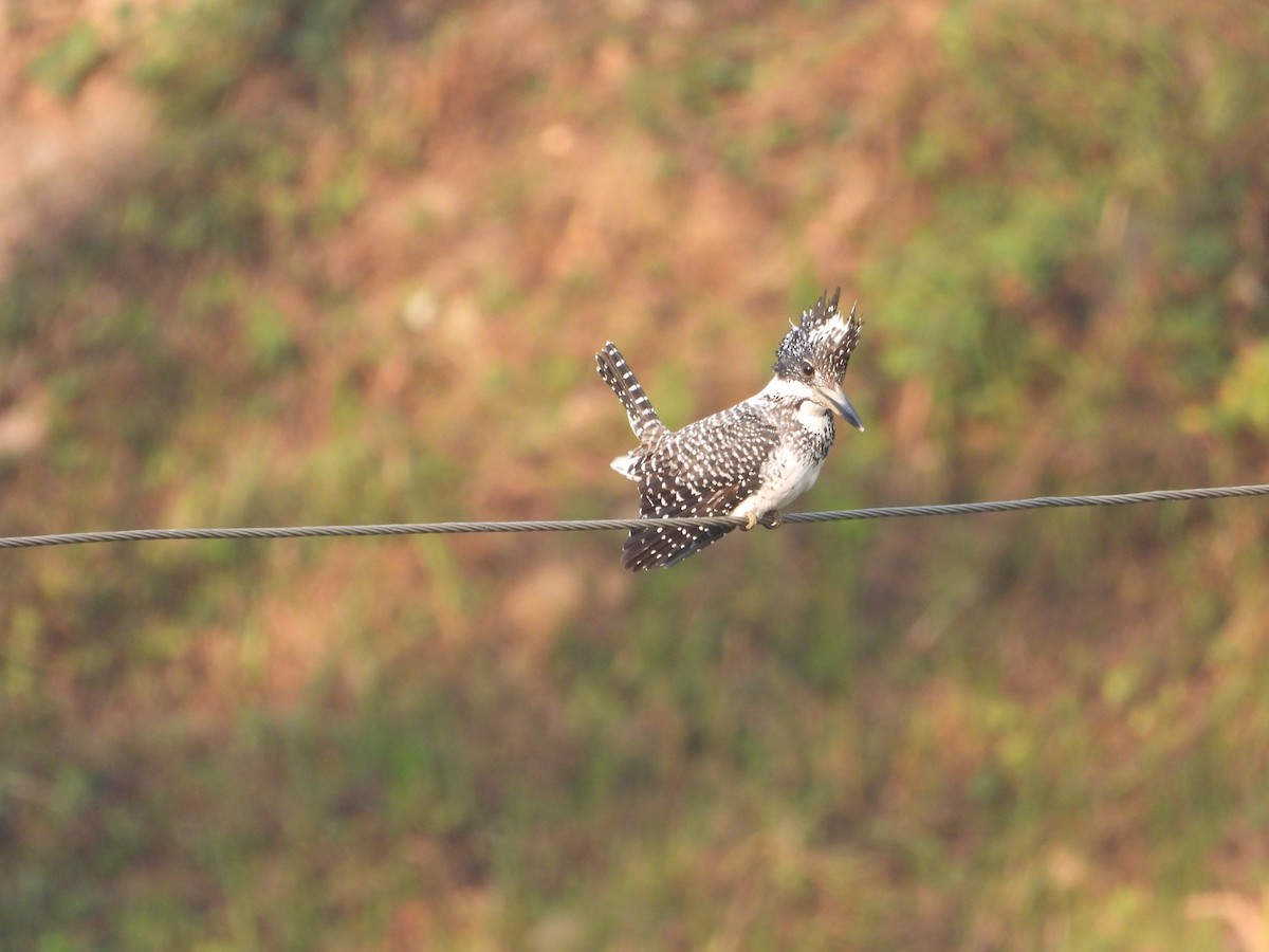 Crested Kingfisher - ML646288160