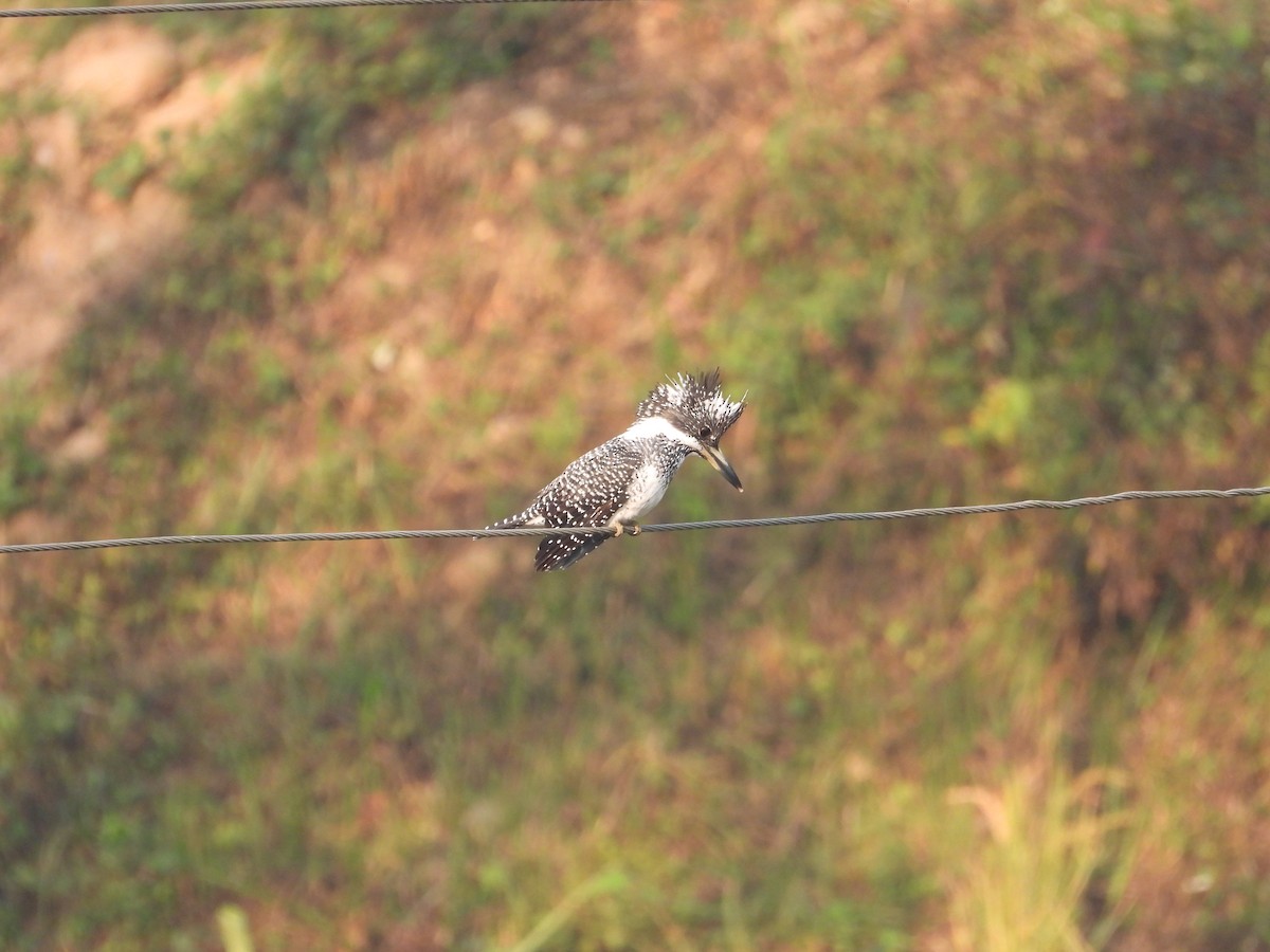 Crested Kingfisher - ML646288161