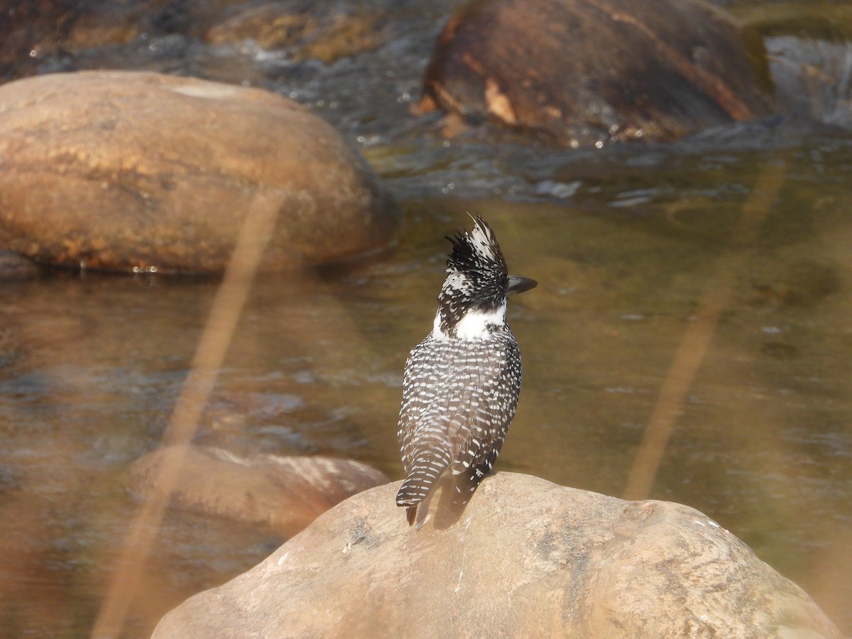 Crested Kingfisher - ML646288162