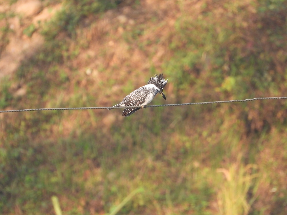 Crested Kingfisher - ML646288163