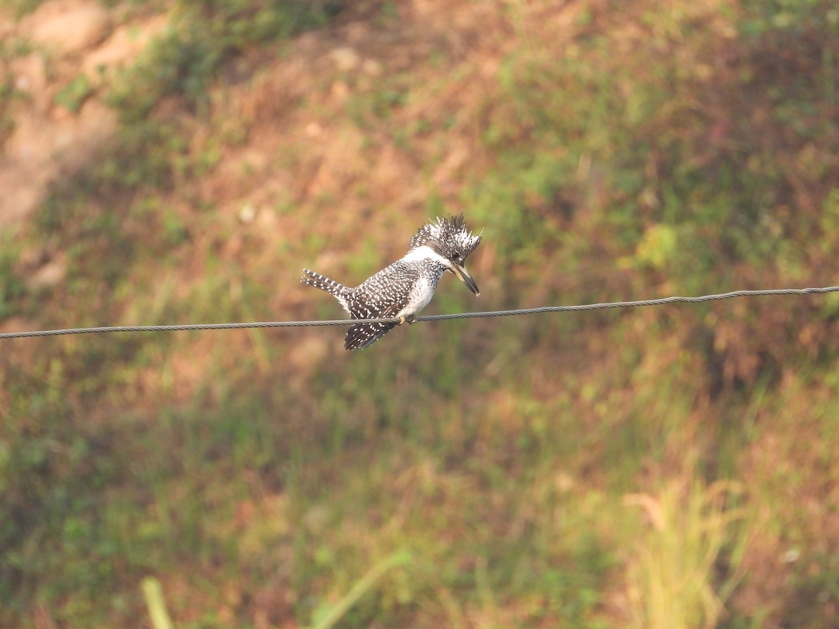 Crested Kingfisher - ML646288164