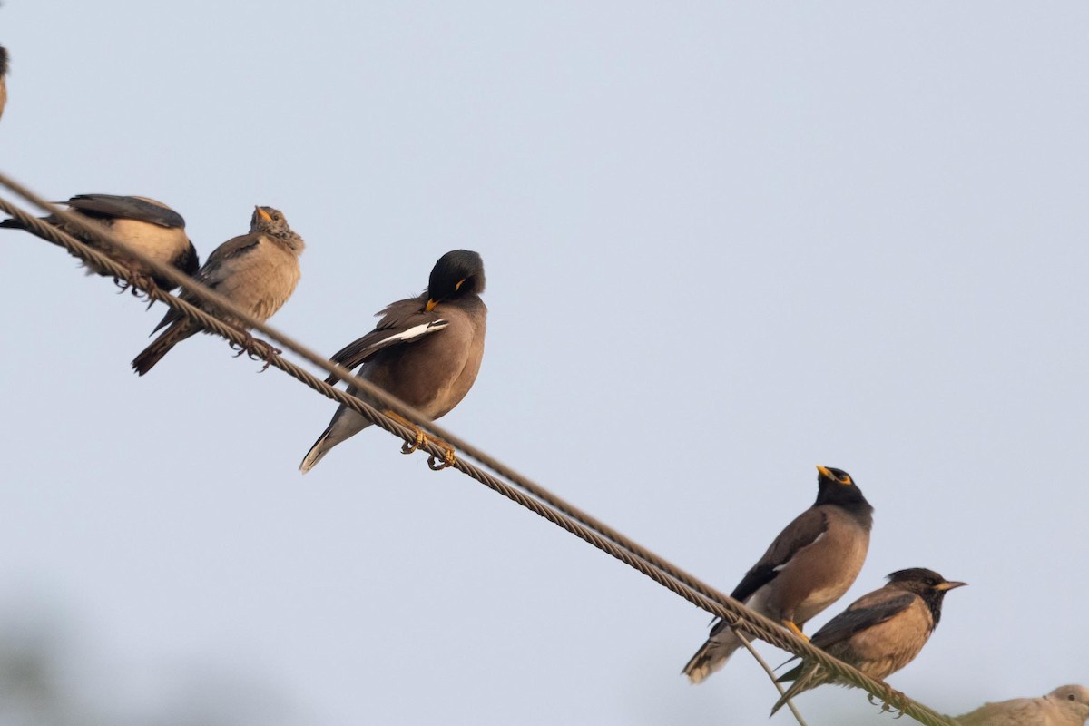 家八哥 - ML646288165