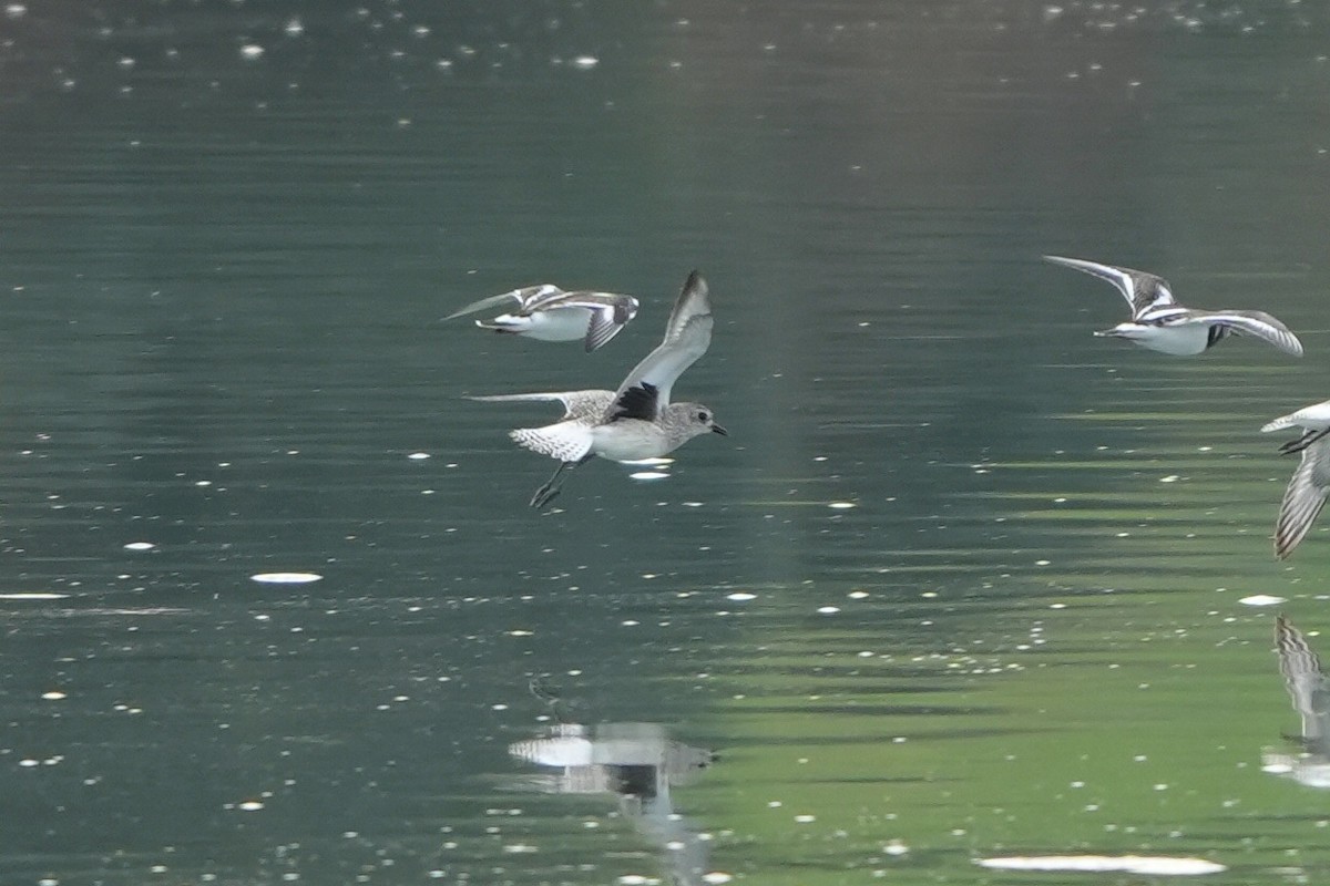 灰斑鴴 - ML646288166