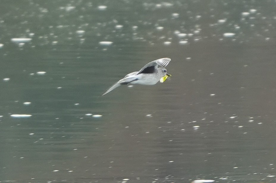 灰斑鴴 - ML646288167