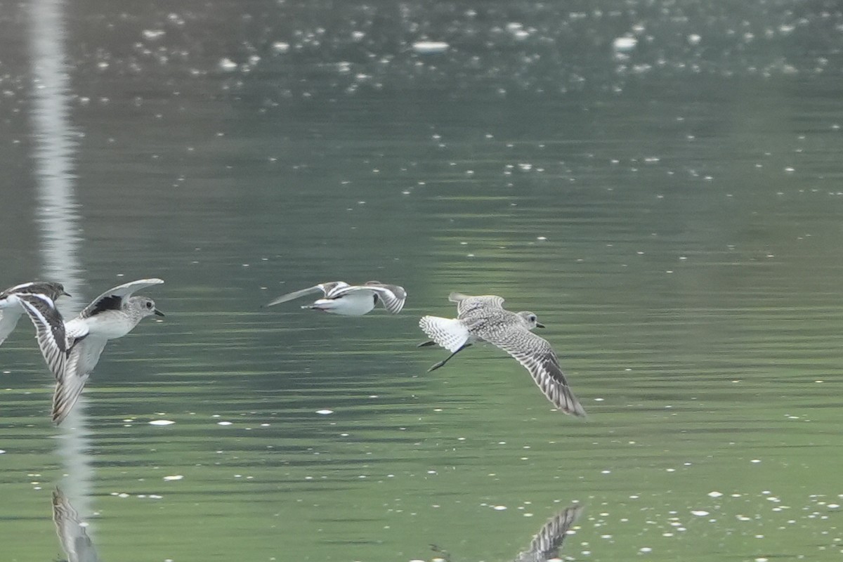 灰斑鴴 - ML646288168