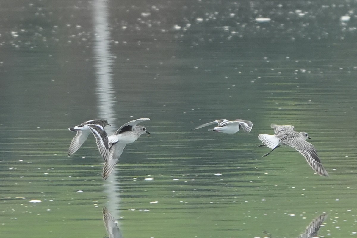 灰斑鴴 - ML646288169