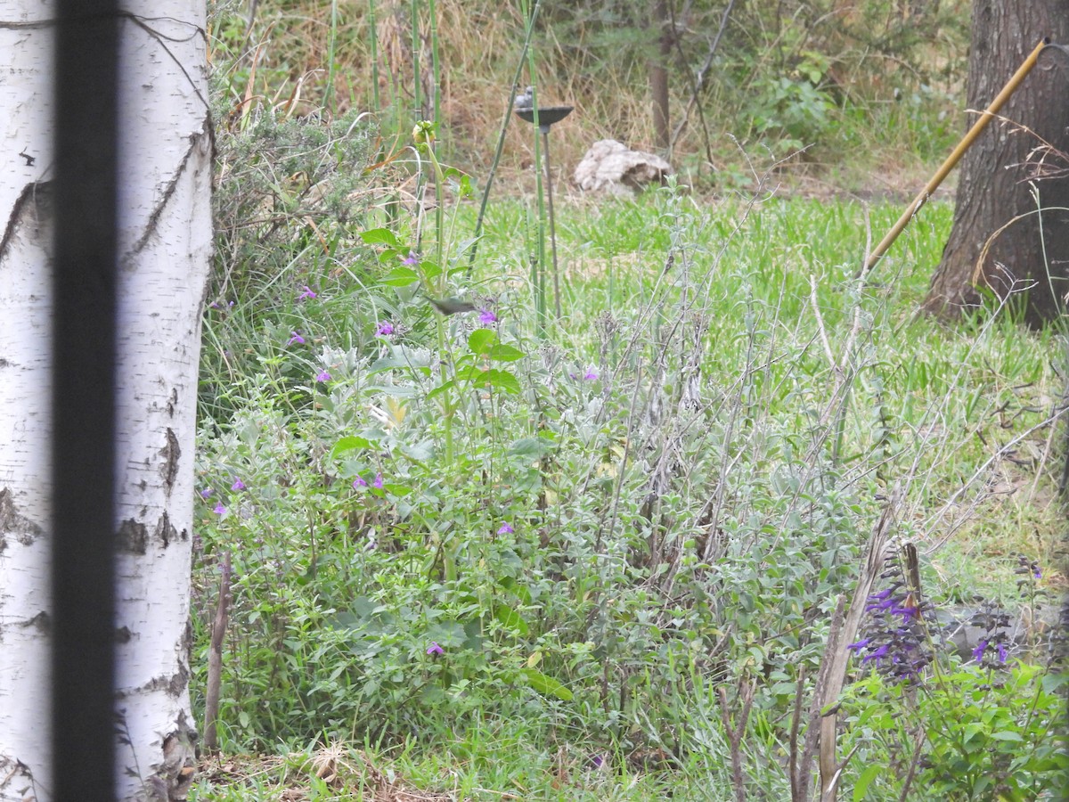Glittering-bellied Emerald - ML646288170