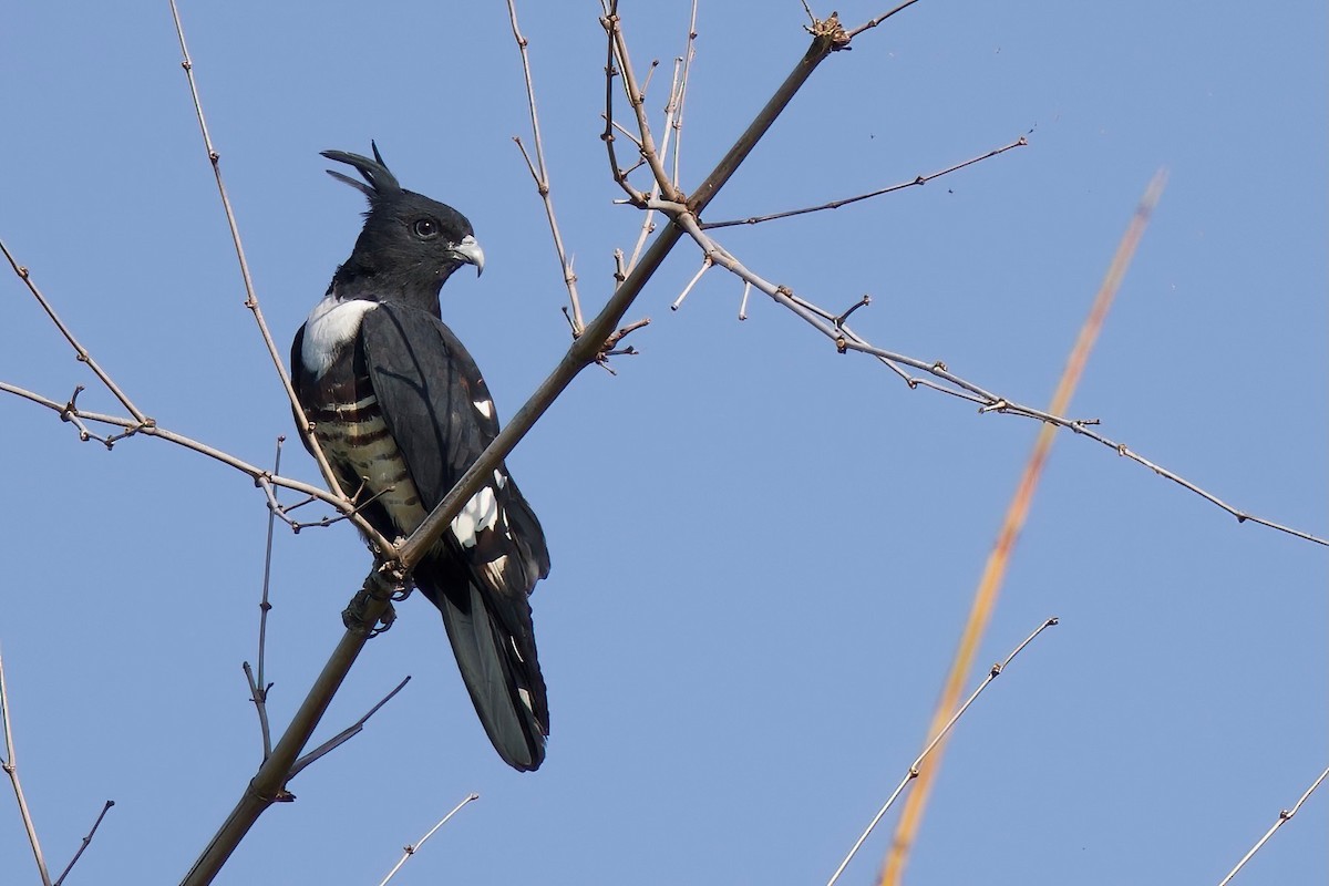 黑冠鵑隼 - ML646288171