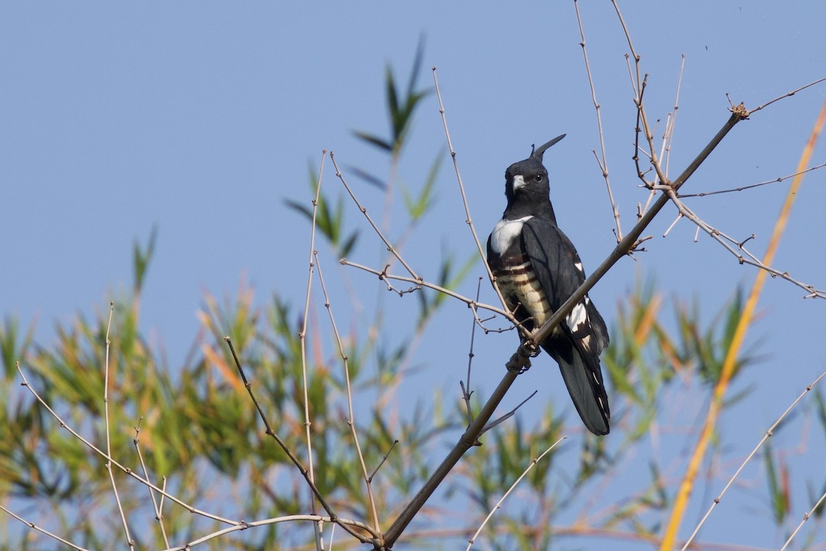 黑冠鵑隼 - ML646288172