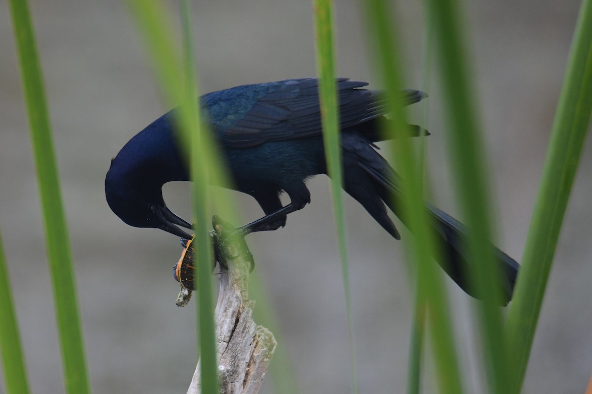Boat-tailed Grackle - ML646288173
