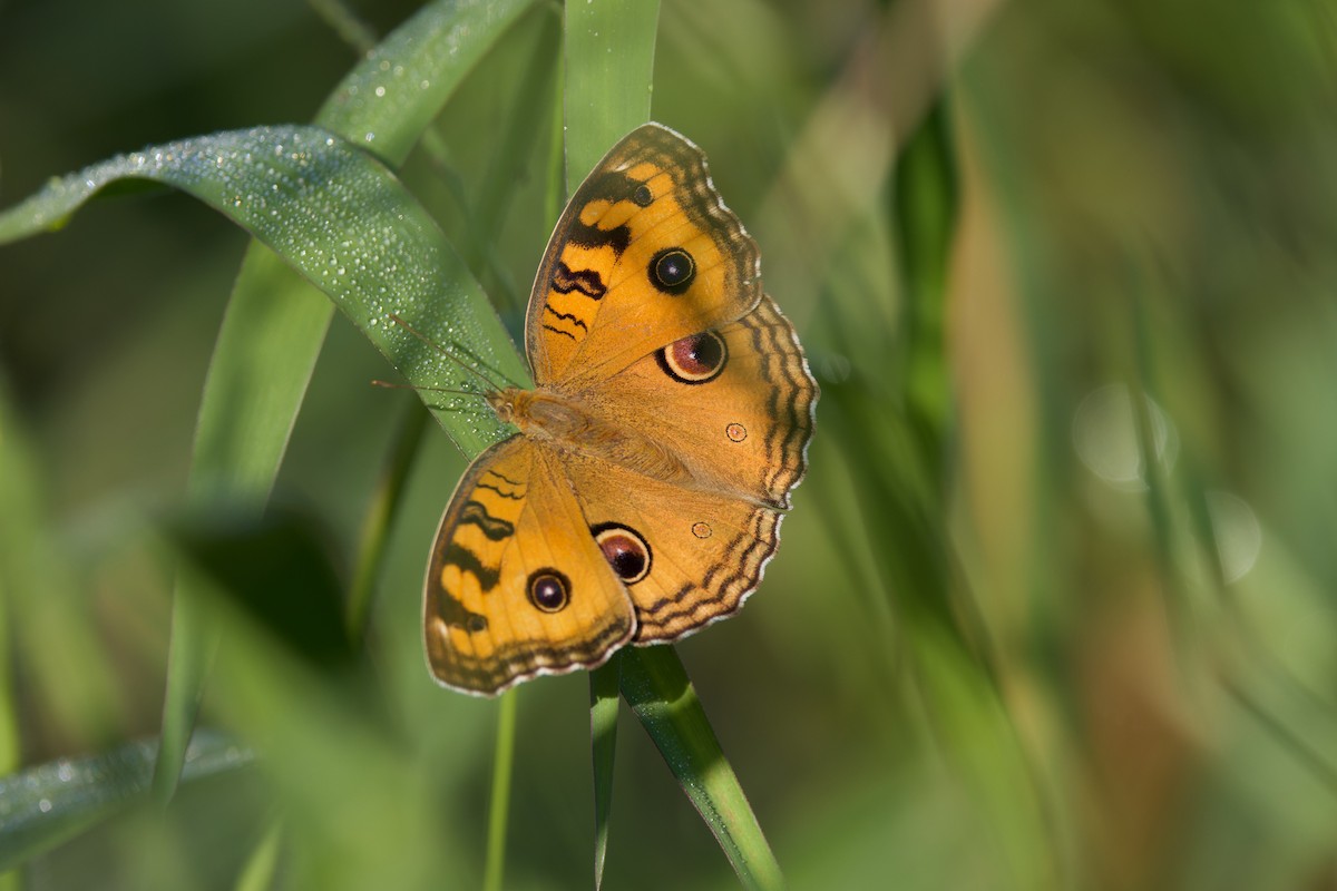 Animals - ML646288174