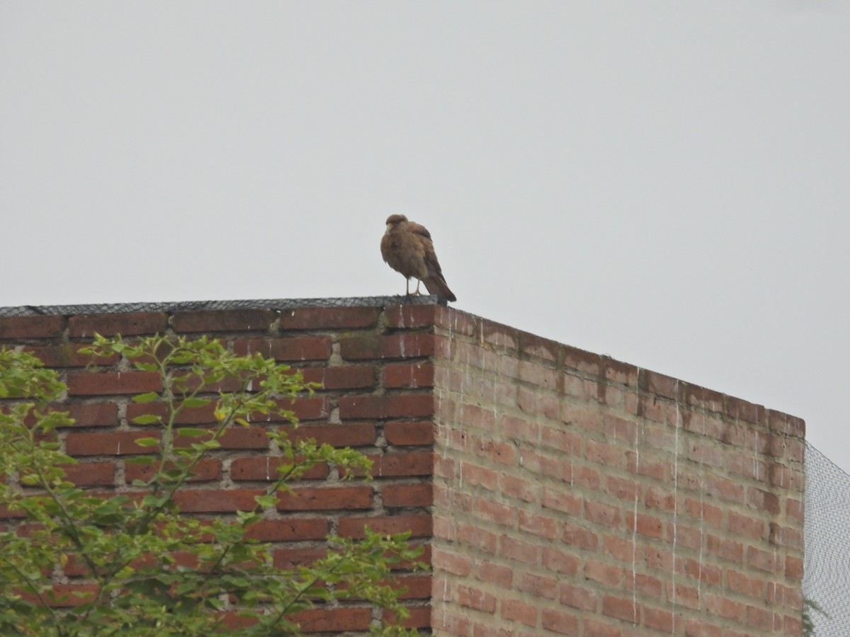 Chimango Caracara - ML646288175