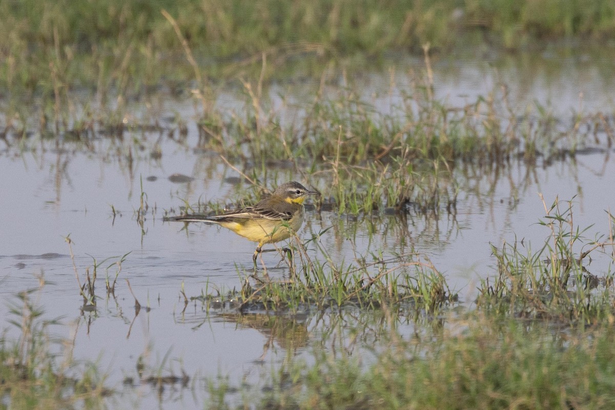 西方黃鶺鴒 - ML646288176