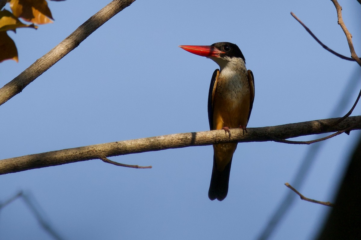 黑頭翡翠 - ML646288177