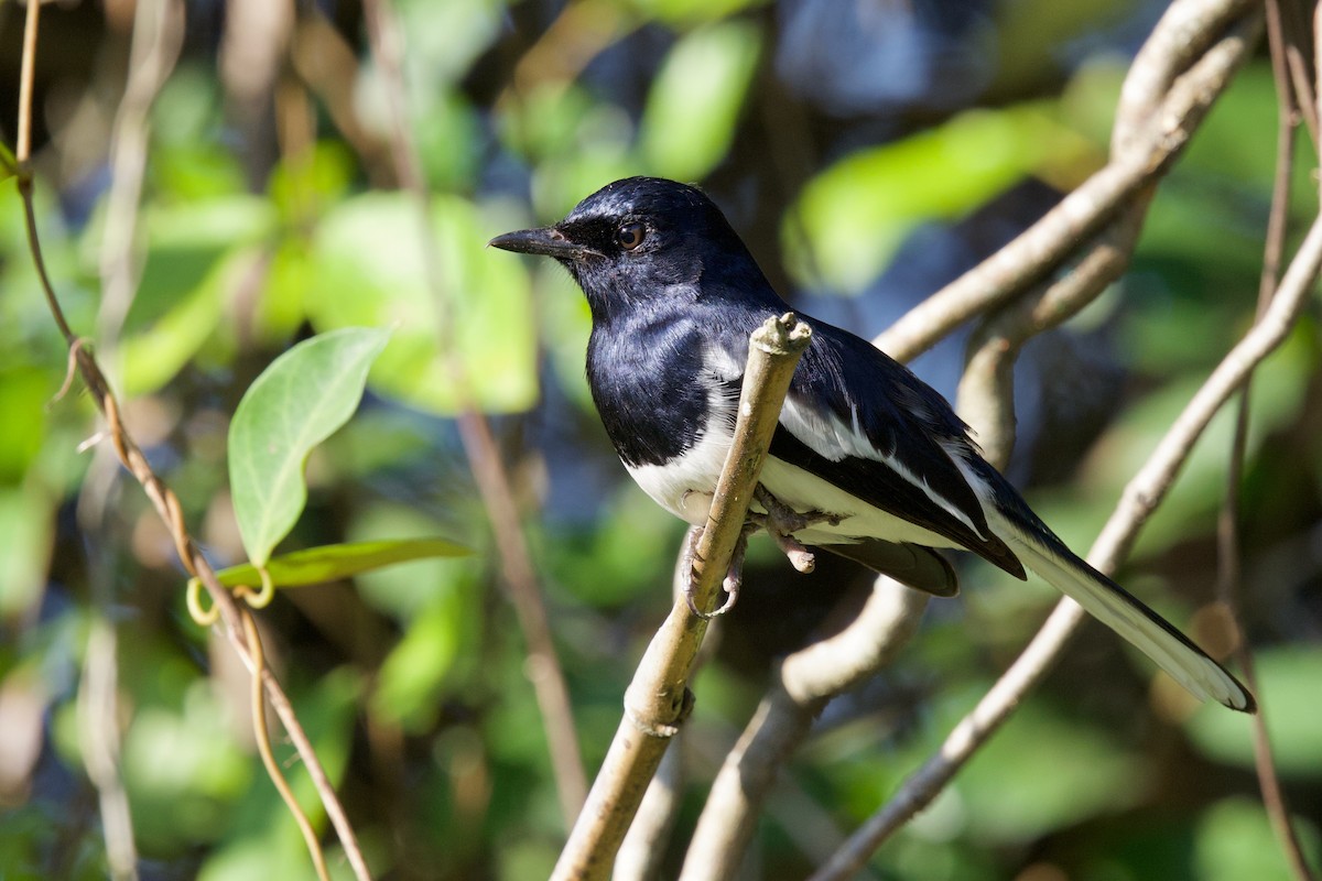 Oriental Magpie-Robin (Oriental) - ML646288180