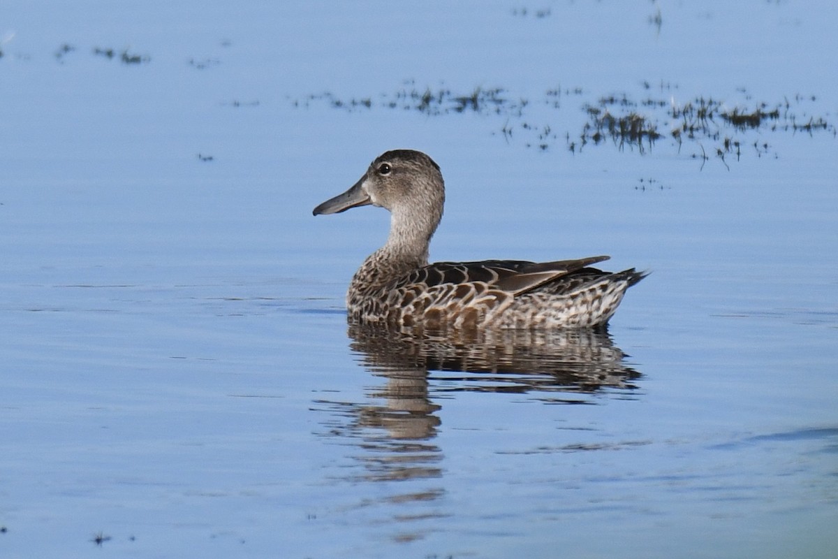 Blue-winged Teal - ML646288181