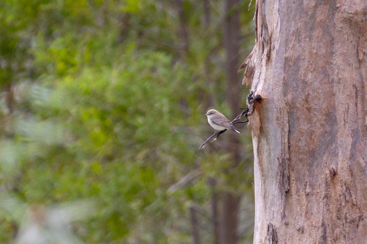 オジロオリーブヒタキ - ML646288182