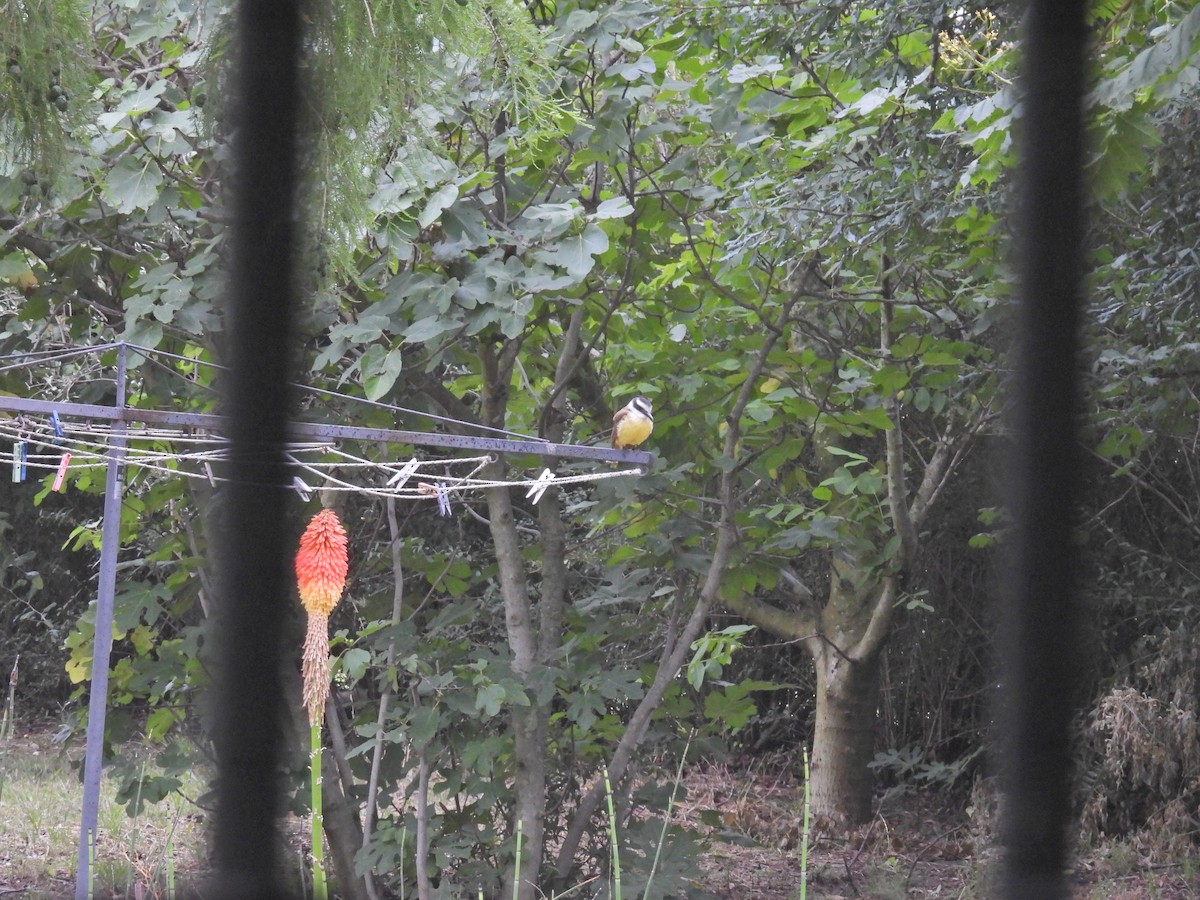 Great Kiskadee - ML646288183