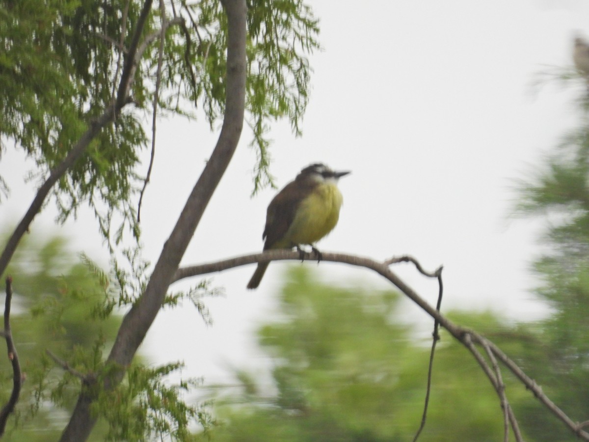 Great Kiskadee - ML646288184