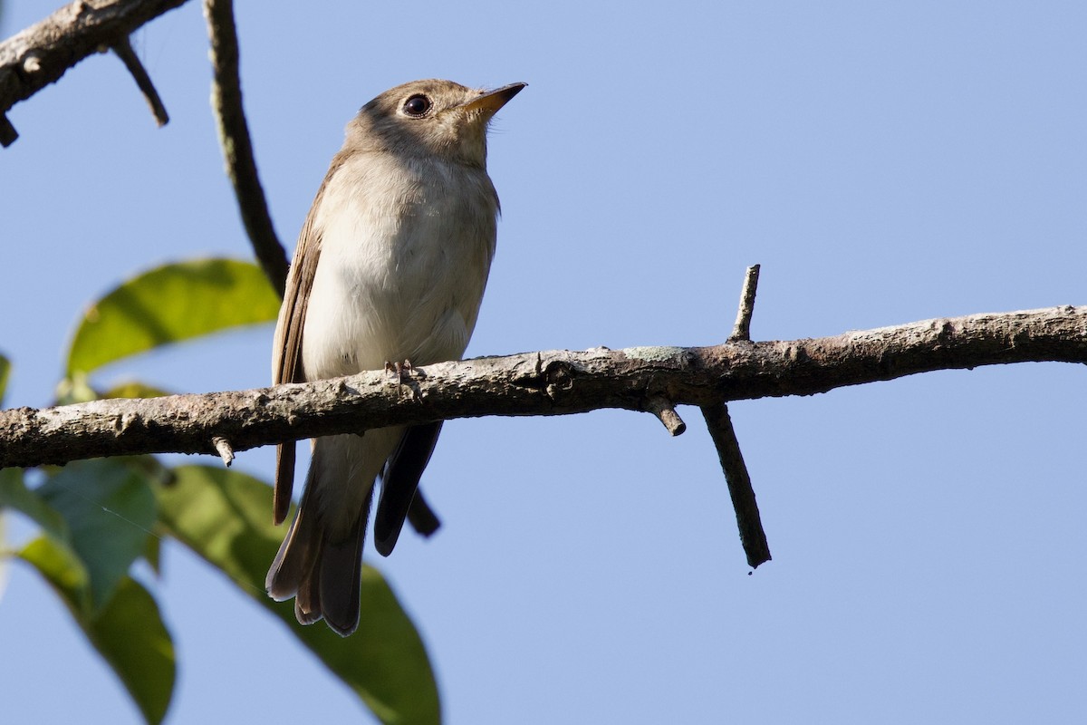 lejsek asijský (ssp. dauurica) - ML646288187