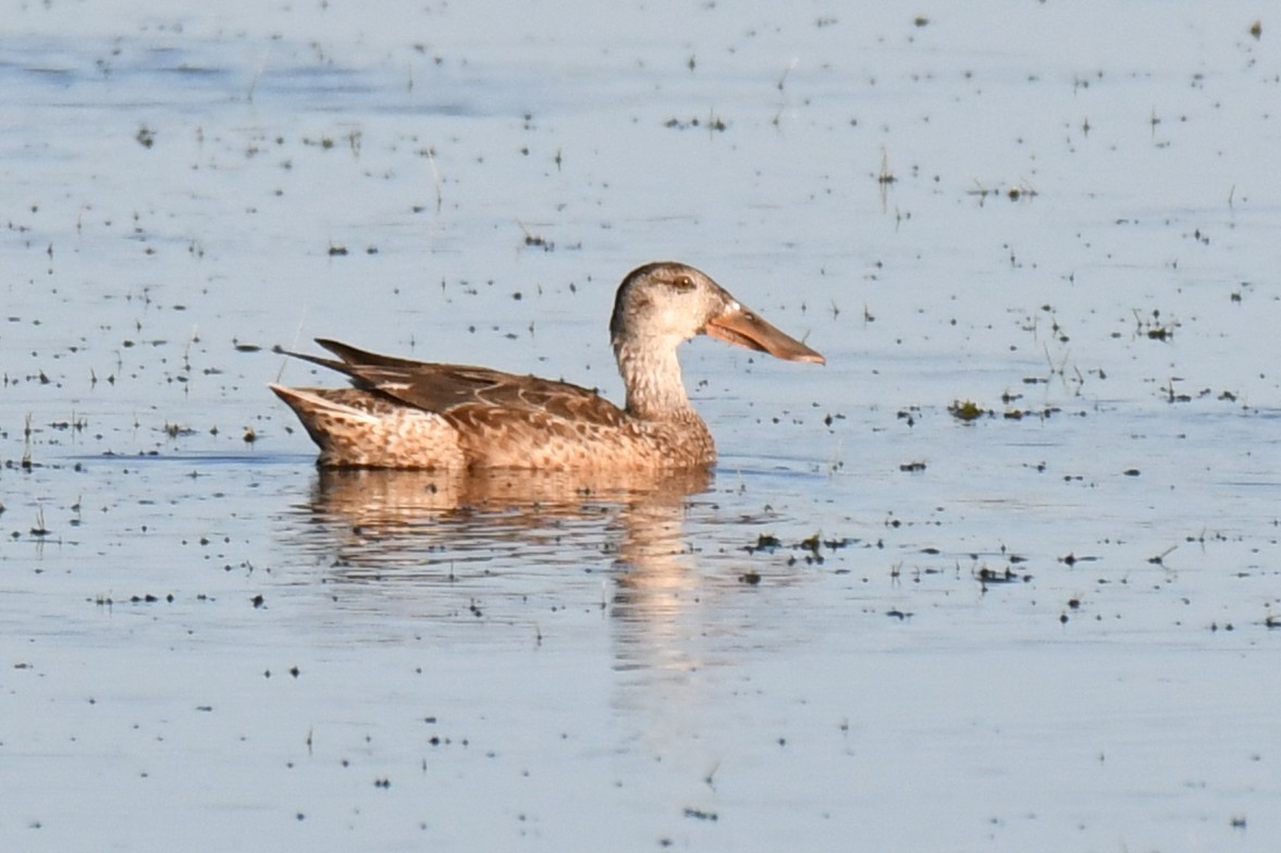 Northern Shoveler - ML646288188