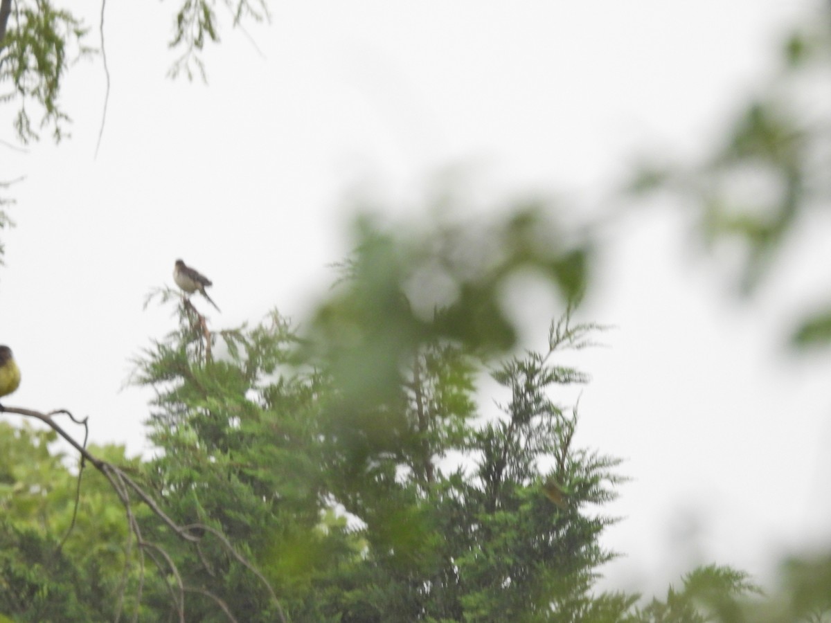 Chalk-browed Mockingbird - ML646288191