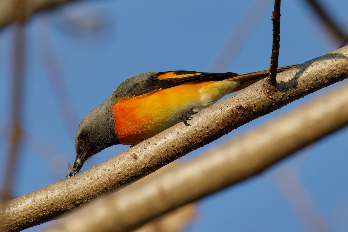 Small Minivet - ML646288193