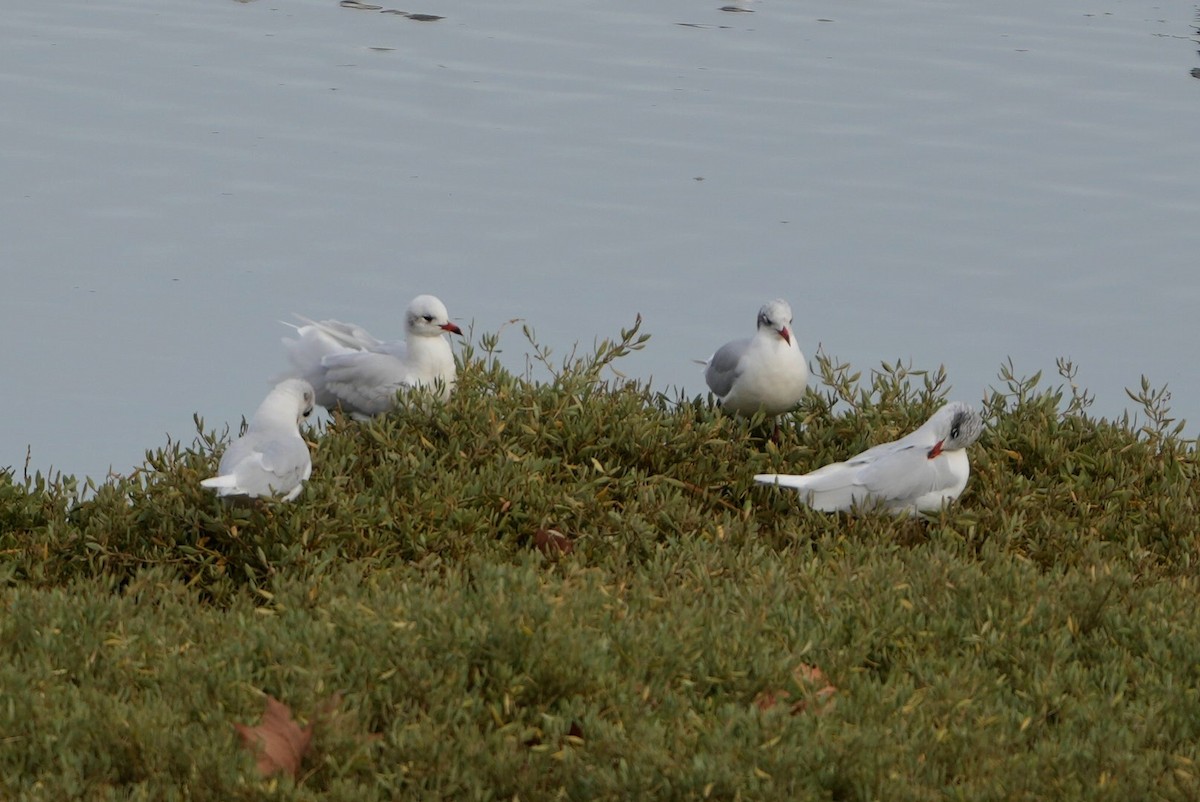 שחף שחור-ראש - ML646288196