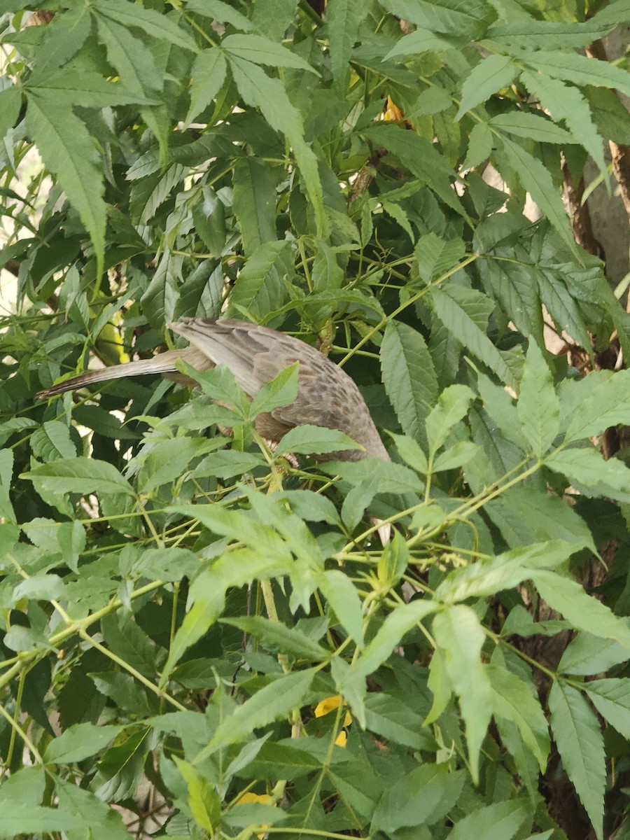 Yellow-billed Babbler - ML646288200
