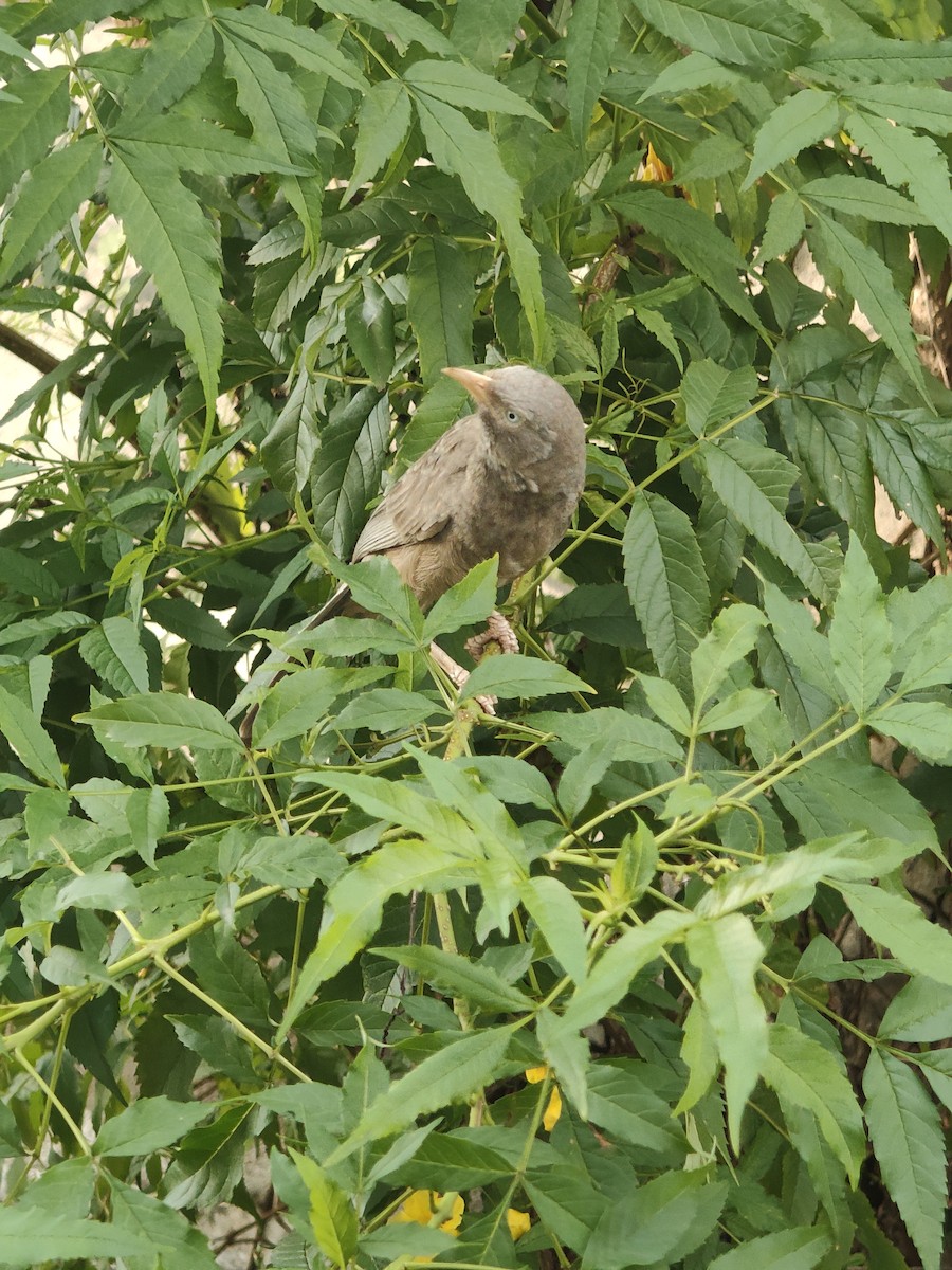Yellow-billed Babbler - ML646288201