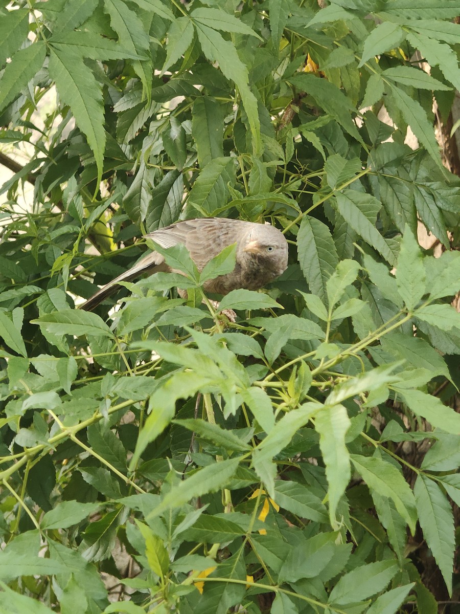 Yellow-billed Babbler - ML646288202