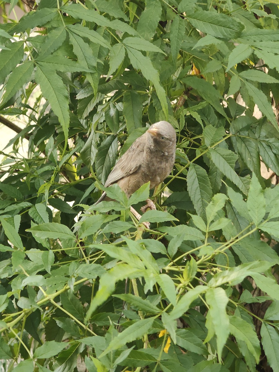 Yellow-billed Babbler - ML646288203