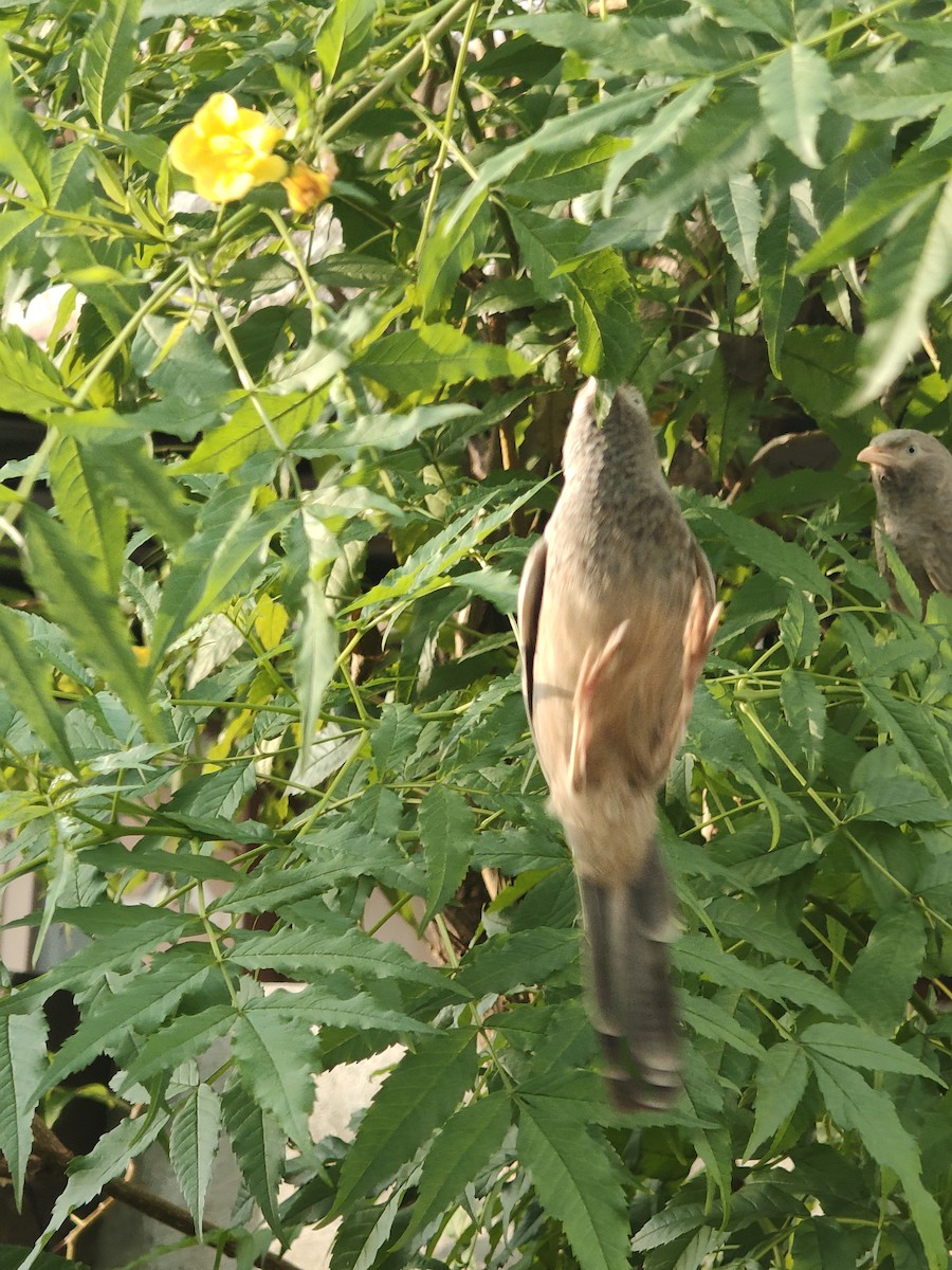 Yellow-billed Babbler - ML646288204
